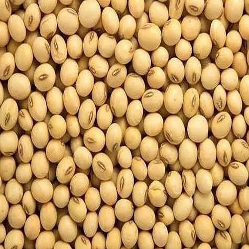 Organic Soyabean Seeds
