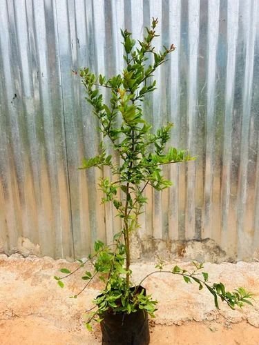 Pomegranate Plant