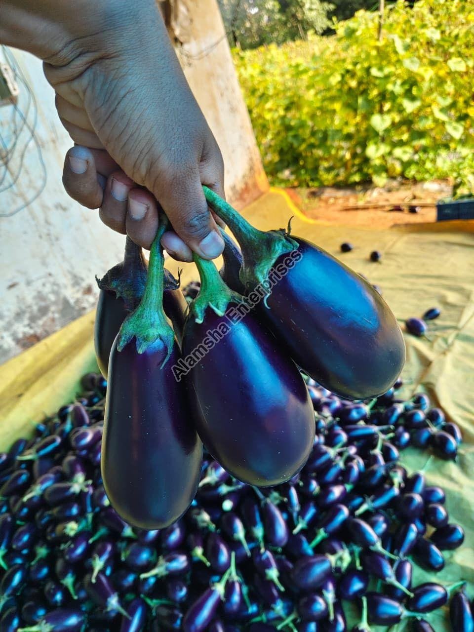 Brinjal