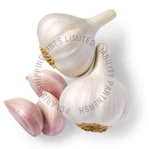 Fresh Garlic