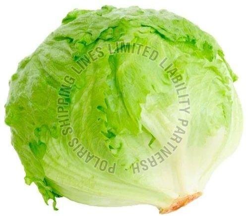 Fresh Lettuce