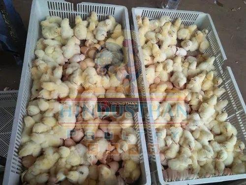 10 Day Old Broiler Chickens