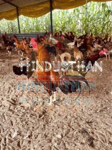 10 Months Aseel Country Chicken
