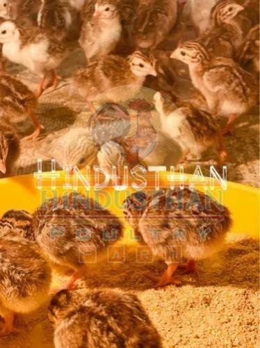 20 Days Old Fowl Chicks