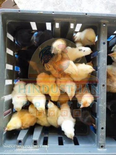 Aseel Country Chicks