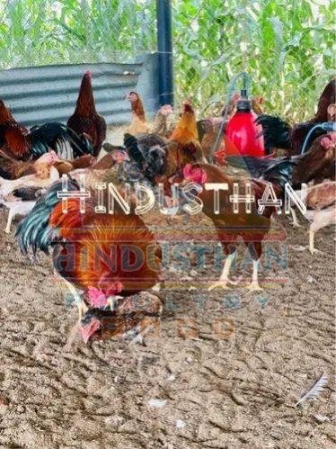Aseel Fighter Poultry Chicks