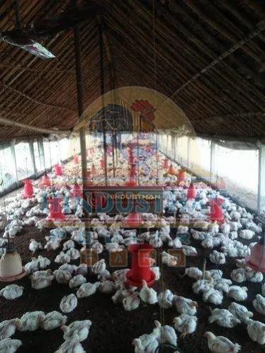 Broiler Poultry Farm Chicks