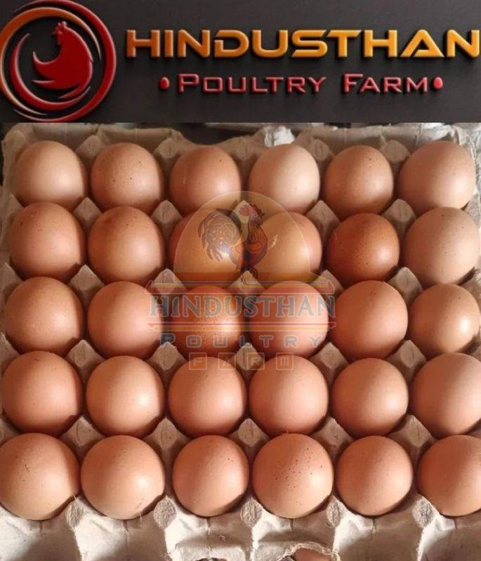 BV380 Brown Eggs