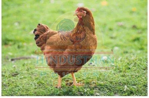 BV380 Hen Chickens