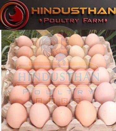 Desi Brown Egg