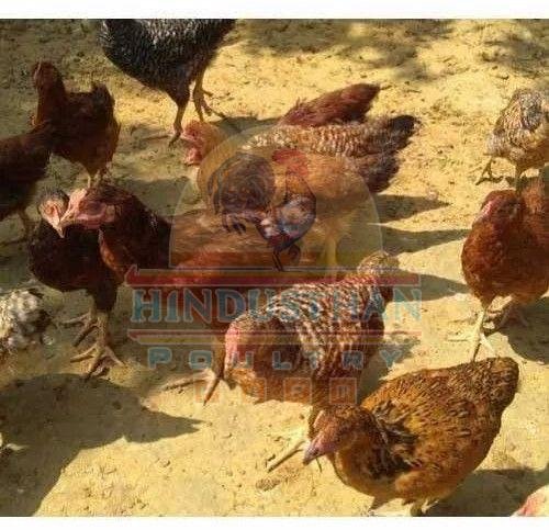 Ffg Kuroiler Poultry Chickens