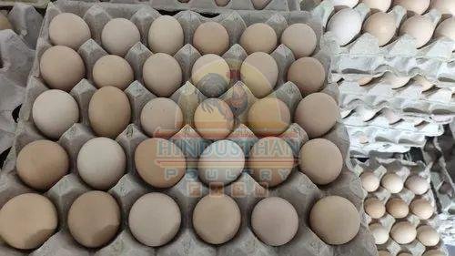 Kadaknath Chicken Egg