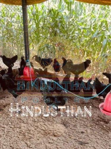 Kadaknath Hen Chickens