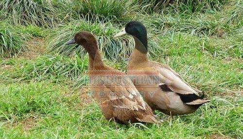 Khaki Campbell Duck Poultry Chicks