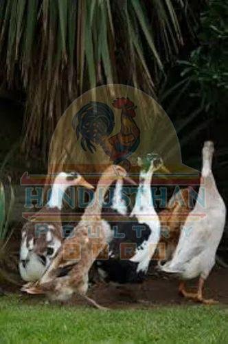 Nattu Vaathu Indian Runner Duck Poultry Chicks