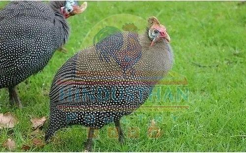 One Month Helmeted Guinea Fowl Chicks