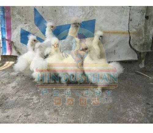 Police Cap Silky Poultry Chicks