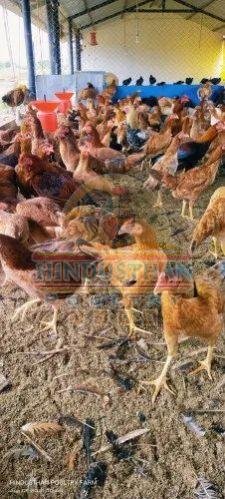 Pure Desi Country Chicken
