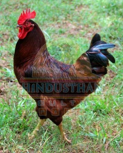 Red Rhode Island Chicken