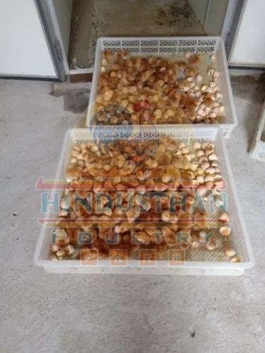 Rhode Island Poultry Chicks