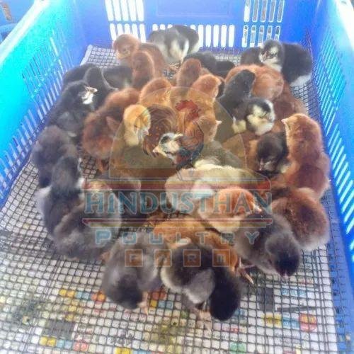 Sonali Breed Poultry Chicks