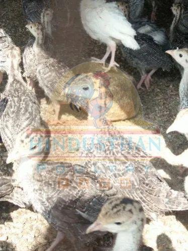 Vaan Kozhi Chicks