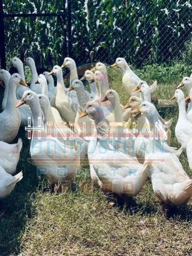 White Pekin Poultry Chicks