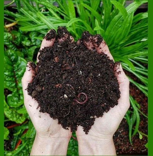 Organic Vermicompost Fertilizer