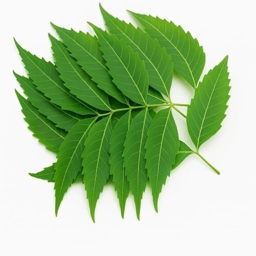 Natural Neem Leaves