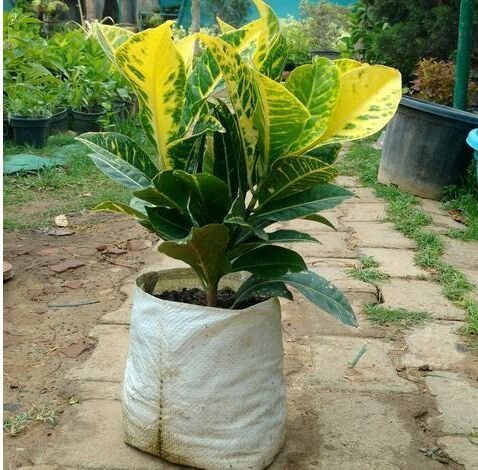 Croton Petra Plant