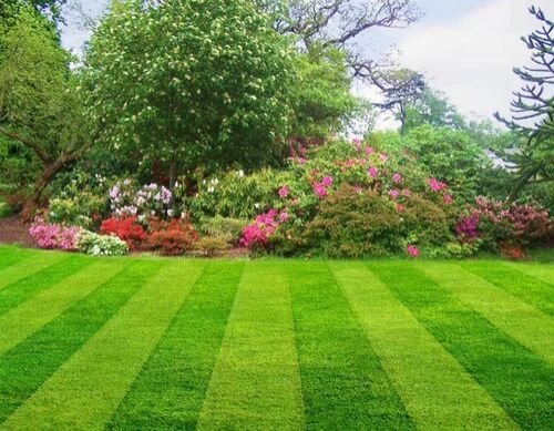 Garden Lawn Grass
