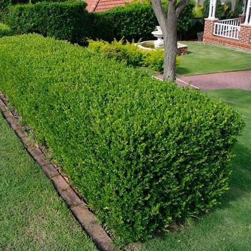 Hedge Plant