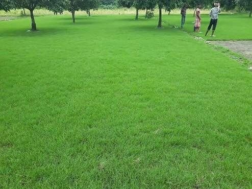 Selection Number One Grass Carpet