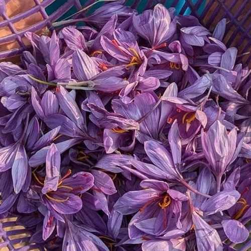 Mongra Purple Kashmiri Saffron