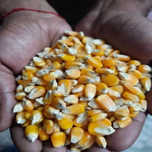 Yellow Maize Seeds
