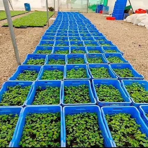 Nursery Plastic Crate