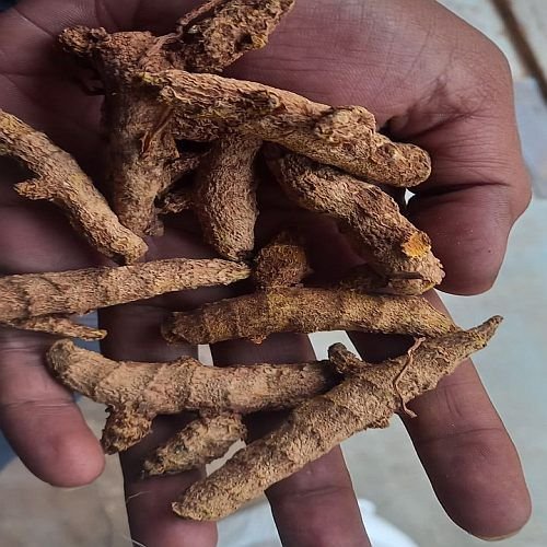 Organic Turmeric Roots