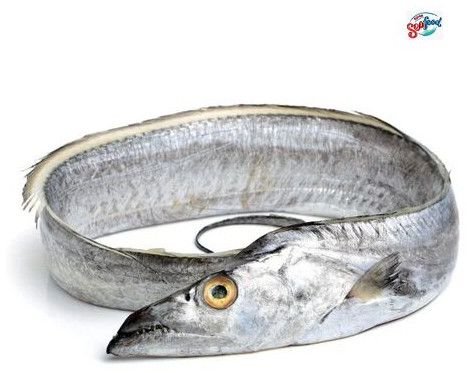 Fresh and Frozen Ribbon Fish