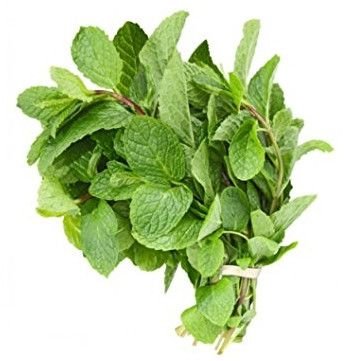 Aromatic Fresh Mint Leaves