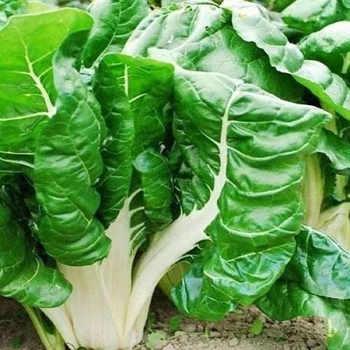 Premium Swiss Chard