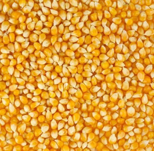 Yellow Corn