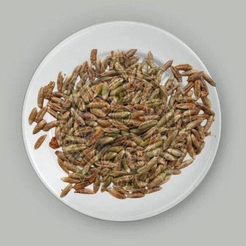 Dates Seeds