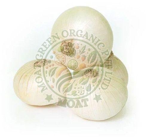 Fresh White Onion