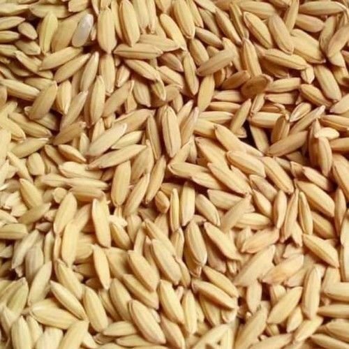 Brown Long Grain Paddy Seed