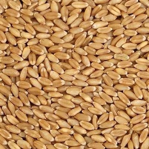 Natural Wheat Grain