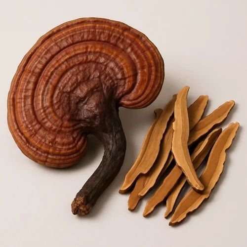 Dry Ganoderma Mushroom