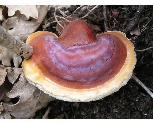 Fresh Ganoderma Mushroom