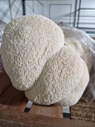 Fresh Lions Mane Mushroom