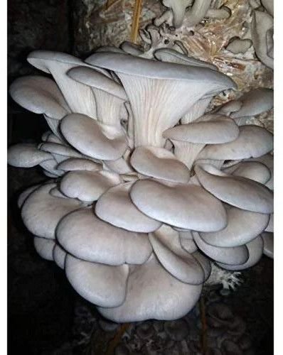 Oyster Mushroom Spawn