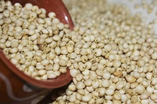 Organic Jowar Seeds